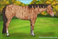 Horse Color:Bay Sabino Rabicano and Amber Champagne Sabino Rabicano