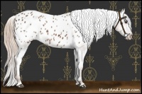 Horse Color:Chestnut Appaloosa 