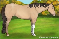 Horse Color:Amber Champagne