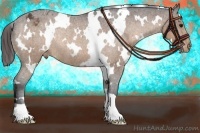 Horse Color:White Spotted Bay Appaloosa Rabicano