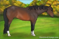 Horse Color:Brown 