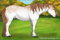 Horse Color:White Spotted Bay Pearl Rabicano