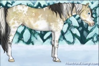 Horse Color:White Spotted Silver Buckskin Dun Splash Rabicano  and White Spotted Buckskin Dun Splash 