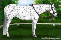 Horse Color:Black Appaloosa Rabicano 
