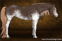 Horse Color:White Spotted Liver Chestnut 