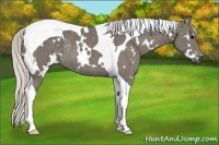 Horse Color:White Spotted Silver Smoky Black Tobiano Rabicano