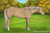 Horse Color:Palomino Frame 
