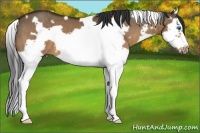 Horse Color:White Spotted Bay Dun Splash Frame 