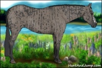 Horse Color:Black  and Grullo 