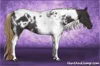 Horse Color:White Spotted Liver Chestnut Tobiano 