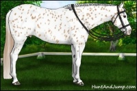Horse Color:Buckskin Appaloosa
