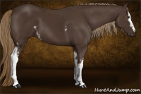 Horse Color:White Spotted Liver Chestnut