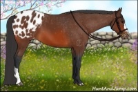 Horse Color:Bay Appaloosa 
