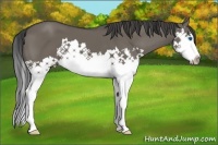 Horse Color:Smoky Grullo Sabino Splash