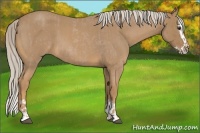 Horse Color:Palomino Roan and Palomino Roan Splash