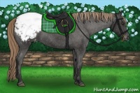 Horse Color:Liver Chestnut Sabino Appaloosa 