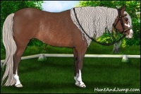 Horse Color:Silver Brown Sabino Rabicano 