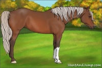 Horse Color:Silver Bay 