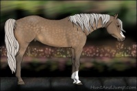 Horse Color:Silver Buckskin 