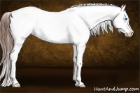 Horse Color:White Spotted Black Splash Near Fewspot 