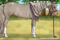 Horse Color:Chocolate Palomino Appaloosa Rabicano 