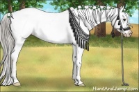 Horse Color:Chocolate Palomino Appaloosa 