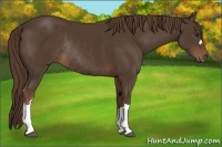 Horse Color:Liver Chestnut Rabicano 
