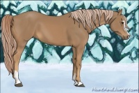 Horse Color:Palomino Sabino 