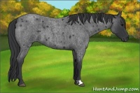 Horse Color:Blue Roan 