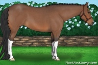 Horse Color:Bay Roan 