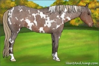 Horse Color:White Spotted Liver Chestnut Appaloosa