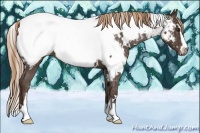 Horse Color:White Spotted Liver Chestnut Sabino Appaloosa 