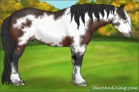 Horse Color:Bay Frame Appaloosa