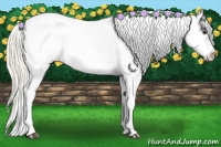 Horse Color:Palomino Appaloosa 