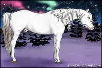 Horse Color:Liver Chestnut Sabino Appaloosa 