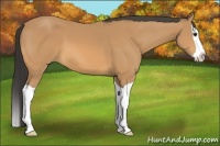 Horse Color:Buckskin Splash