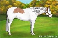 Horse Color:Bay Roan Splash Tobiano 