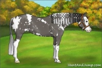 Horse Color:White Spotted Grullo Splash 