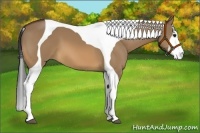 Horse Color:Bay Dun Splash Tobiano 