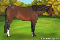 Horse Color:Bay Tobiano