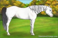 Horse Color:White Spotted Bay Dun Splash 