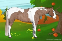 Horse Color:Red Roan Splash Tobiano 