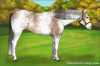 Horse Color:White Spotted Bay Dun Splash 