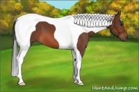 Horse Color:Bay Tobiano 