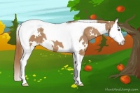 Horse Color:White Spotted Chestnut Splash Tobiano 