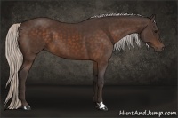 Horse Color:Silver Bay 