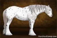 Horse Color:White Spotted Liver Chestnut Sabino Splash Appaloosa 