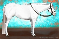 Horse Color:Buckskin Appaloosa 