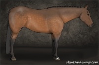 Horse Color:Buckskin 