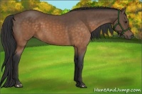 Horse Color:Buckskin 